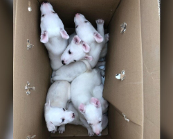 A Box Was Left On Their Property — But What They Found Inside Took Their Breath Away