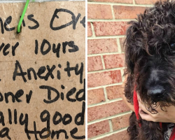 Senior Dog Found Tied To A Street Pole With Heartbreaking Note Finally Gets His Second Chance
