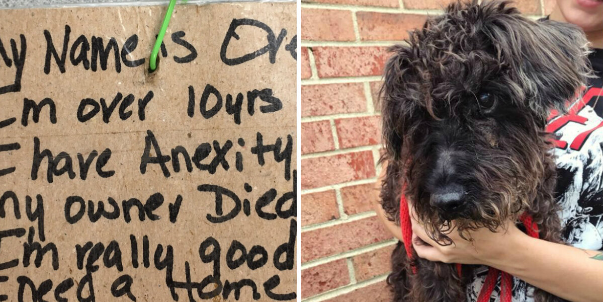 Senior Dog Found Tied To A Street Pole With Heartbreaking Note Finally Gets His Second Chance