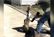 Man Overcomes Fear To Rescue ‘Angry’ Groundhog Trapped In Peanut Butter Jar