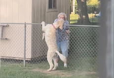 Every Morning, She Waited for Her Elderly Friend — Until One Day, the Gate Stayed Quiet