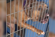 Dog Spends 1,100 Days In Shelter Too Scared To Trust — Until One Friend Changes Everything