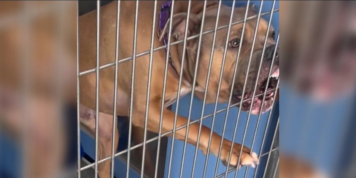 Dog Spends 1,100 Days In Shelter Too Scared To Trust — Until One Friend Changes Everything
