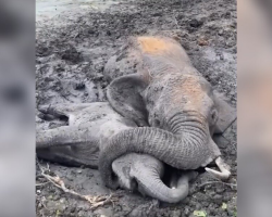 Mama Elephant Refuses To Let Go Of Her Baby As They Fight To Survive In The Mud