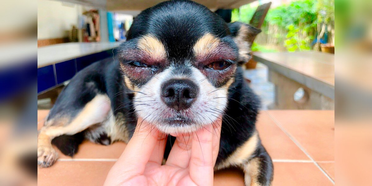 Your Dog Just Got Stung by a Bee — Here’s Exactly What an Emergency Vet Says to Do