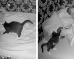 Couple Sets Up Camera To See What Their Cat Does At Night — And Can’t Stop Laughing At The Footage