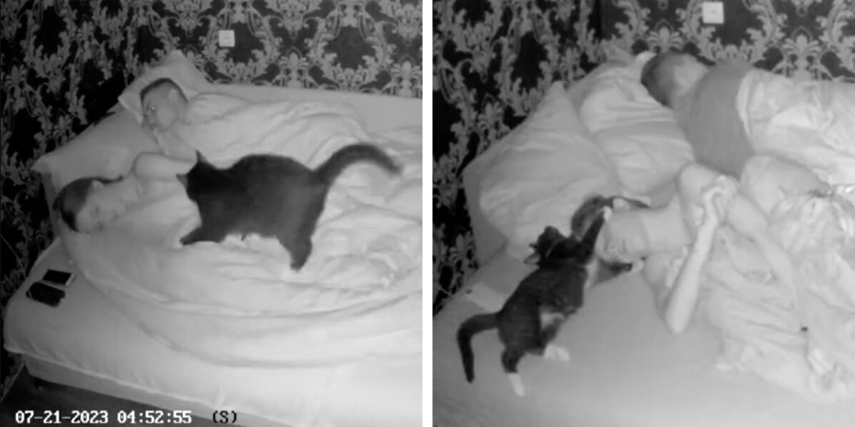 Couple Sets Up Camera To See What Their Cat Does At Night — And Can’t Stop Laughing At The Footage