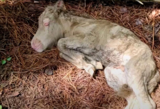 Woman Brings Newborn Foal Into Her Kitchen After She’s Rejected By Her Mom