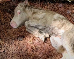 Woman Brings Newborn Foal Into Her Kitchen After She’s Rejected By Her Mom