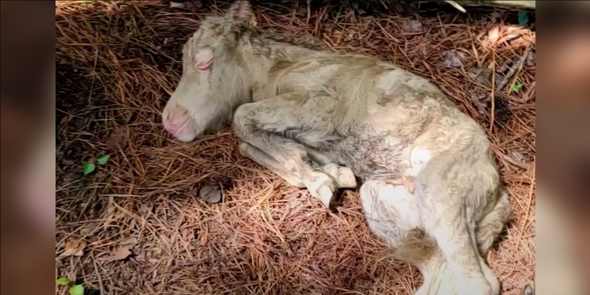 Woman Brings Newborn Foal Into Her Kitchen After She’s Rejected By Her Mom
