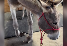 Neglected Donkey With Painfully Overgrown Hooves Learns How To Smile Again