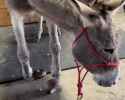 Neglected Donkey With Painfully Overgrown Hooves Learns How To Smile Again
