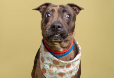 Blind ‘Lumpy’ Dog With ‘Crinkled’ Charm Wins Hearts Everywhere After Viral Post