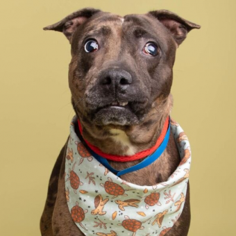 Blind ‘Lumpy’ Dog With ‘Crinkled’ Charm Wins Hearts Everywhere After Viral Post