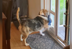 Homeowner Wakes Up To Catch Furry ‘Thief’ Red-Handed — Stealing His Dog’s Favorite Toy
