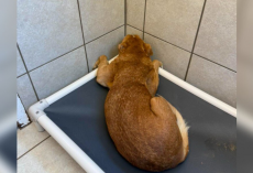Terrified Senior Dog Who Spent Her Life Outside Slowly Learns To Trust — And Show Her Face Again