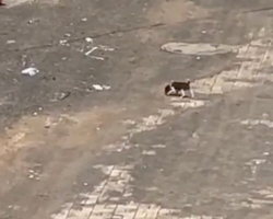 Rescuer Spots Tiny ‘Mouse-Sized’ Puppy Crying Alone In The Middle Of The Road