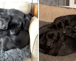 People Can’t Stop Arguing Over How Many Dogs Are In This ‘Living Optical Illusion’