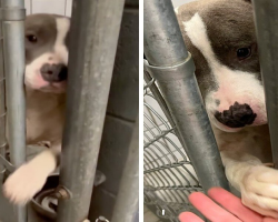 Lonely Shelter Dog Reaches Paw Through Bars to Share Love with Everyone She Meets