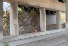 Something Moved Beneath the Highway — Then They Saw Two Big, Sad Eyes Staring Up