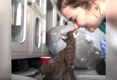 Rescuers ‘In Tears’ When Tiny Kitten Arrives Coated Head To Toe In Paint