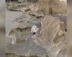 Photographer Out for Sunrise Shots Discovers 300-Pound Sea Turtle Trapped Between Rocks