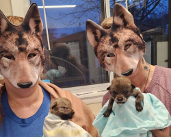 Wildlife Rescuers Wear ‘Coyote Mom’ Masks To Protect Orphaned Pups — And It’s Working
