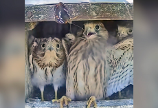 Baby Falcons Have The Funniest Reaction When A Butterfly Flutters Into Their Nest