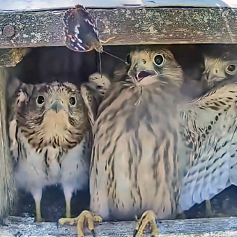 Baby Falcons Have The Funniest Reaction When A Butterfly Flutters Into Their Nest