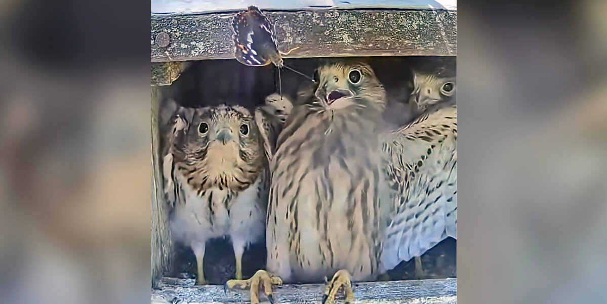 Baby Falcons Have The Funniest Reaction When A Butterfly Flutters Into Their Nest