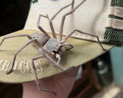 Giant Spider Moves Into Family’s Home — And Completely Takes Over
