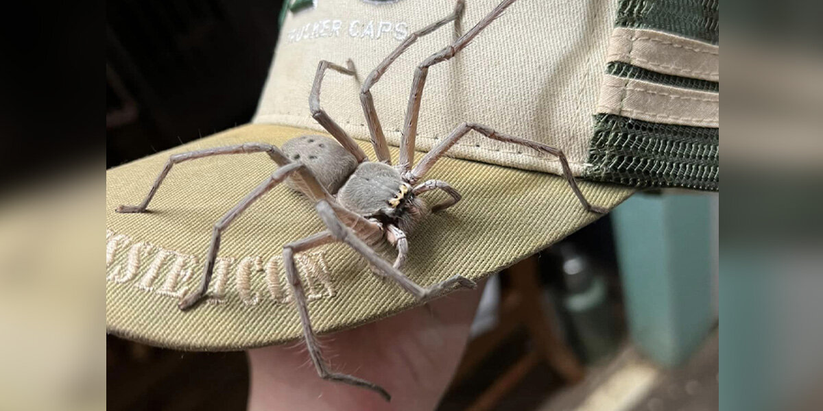 Giant Spider Moves Into Family’s Home — And Completely Takes Over