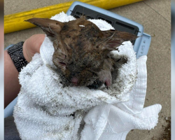 Kitten Rescued From Fire Defies The Odds — And Shows The World Just How Special She Is
