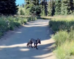 Hiker Stunned To Realize The ‘Coyote’ She Met On A Trail Was One Of Only 50 Left In The World