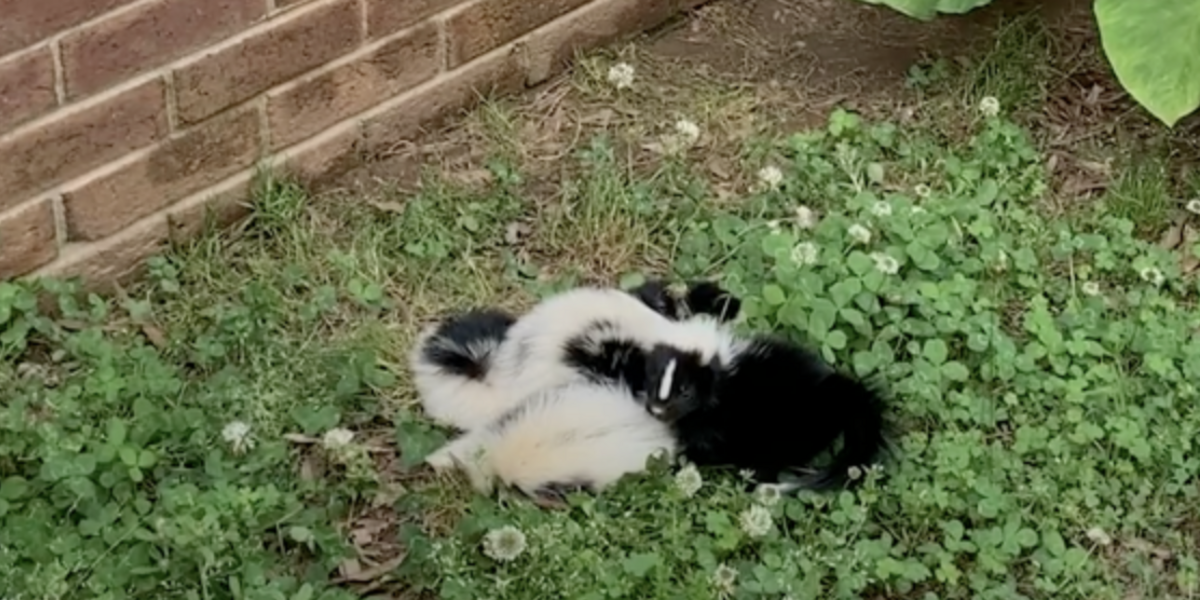 Woman Does A Double Take When She Spots A Tiny ‘Pile Of Babies’ Huddled Together On The Road