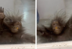 Porcupine Put In Time-Out Throws The Cutest Little Tantrum