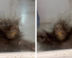 Porcupine Put In Time-Out Throws The Cutest Little Tantrum