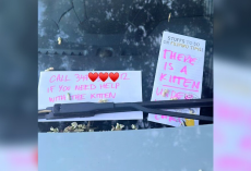Woman Finds Mysterious Notes All Over Her Car — And Discovers A Kitten In Need