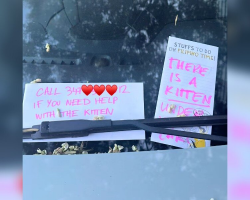Woman Finds Mysterious Notes All Over Her Car — And Discovers A Kitten In Need