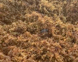 Woman Feels Urge To Turn Around On The Beach — And Ends Up Saving A Tiny Life