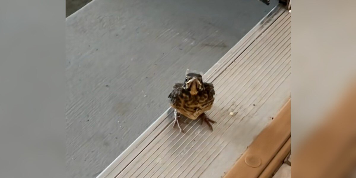 Grumpy Baby Bird Can’t Believe It Took Humans So Long To Notice Him In The Garage