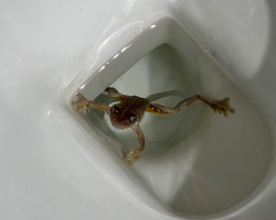 Woman Realizes She’s Been Sharing Her Toilet With A Wild Frog For Nearly A Year