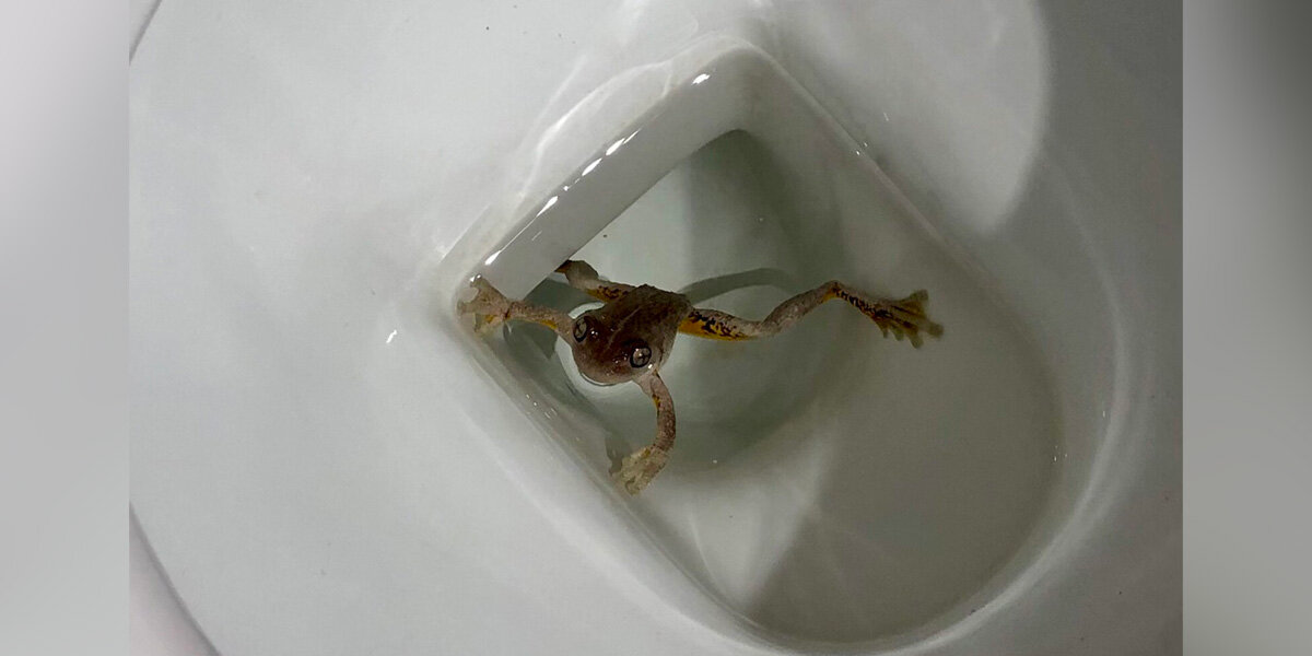 Woman Realizes She’s Been Sharing Her Toilet With A Wild Frog For Nearly A Year
