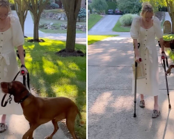 Service Dog Can’t Contain His Joy When He Sees His Mom Walk Again