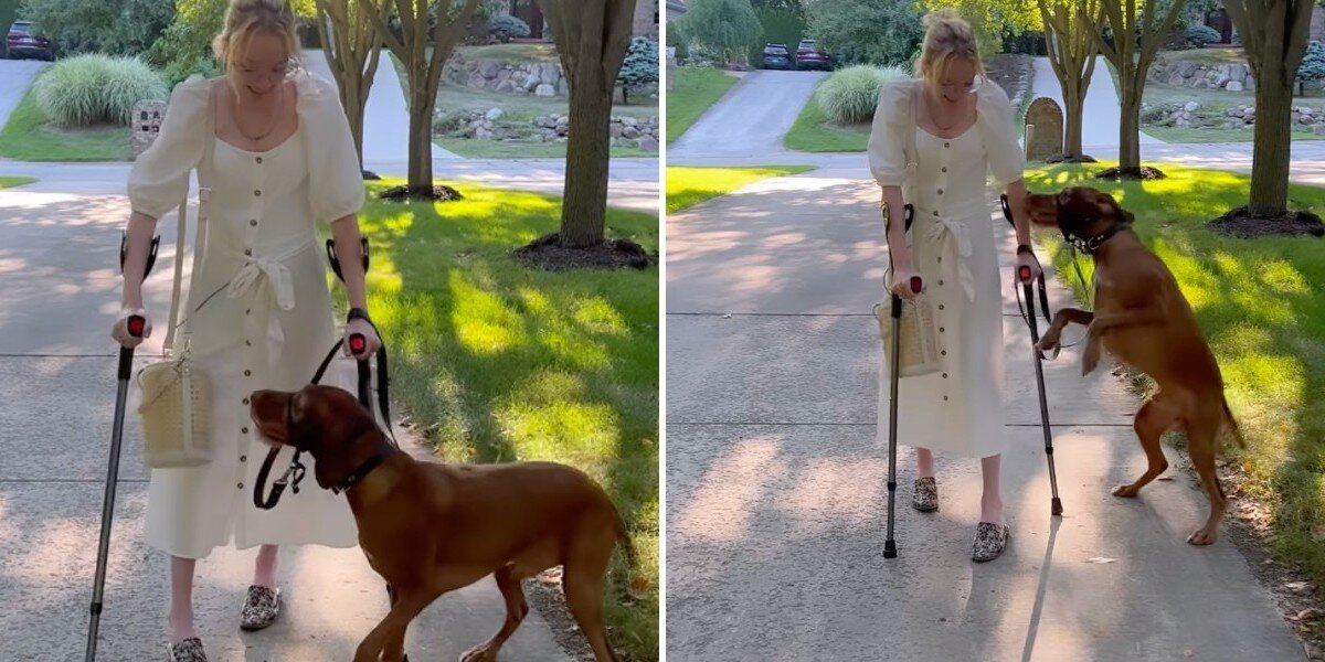 Service Dog Can’t Contain His Joy When He Sees His Mom Walk Again