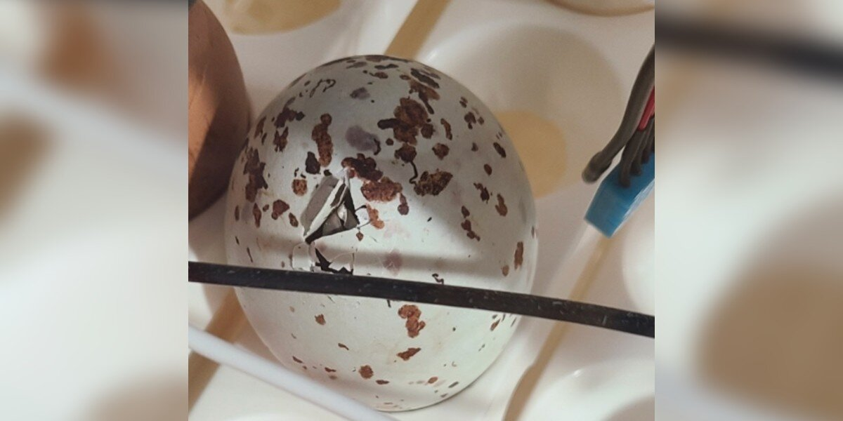 Woman Hatches Mysterious Egg From An Old Barn — And Is Shocked By Who Crawls Out
