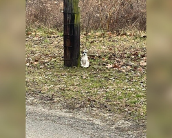 Driver Glances Out Window — And Spots Someone Tiny Tied To A Broken Tree