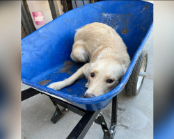 People See Shelter Dog In A Wheelbarrow — And Realize She’s Moments Away From Being Put Down
