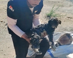 Puppies Found Glued To The Ground In Road Tar Finally Feel A Loving Touch