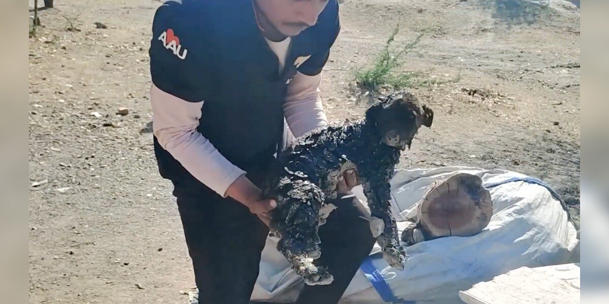 Puppies Found Glued To The Ground In Road Tar Finally Feel A Loving Touch